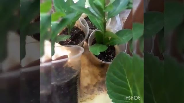 Укоренение бересклета -результат. смотреть онлайн