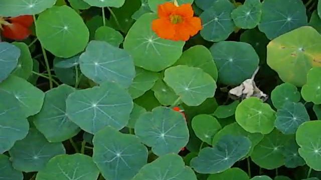 Настурция смотреть онлайн