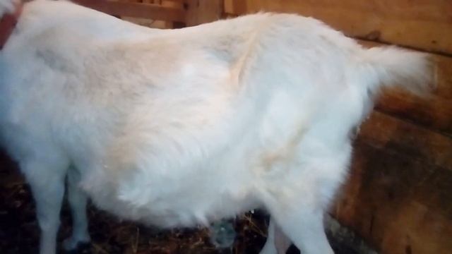 Признаки наступления родов (окота) у козы смотреть онлайн