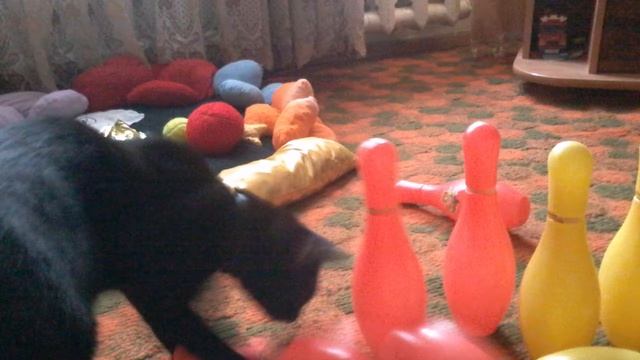 Евстигнеева. "Сфинкс" гладкошёрстная. Инь Юань Йеновна. смотреть онлайн