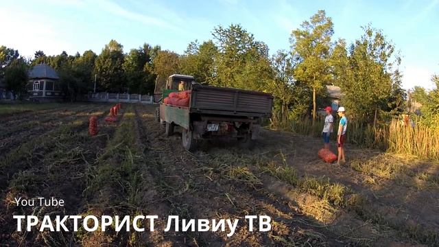 18.09.18. УБОРКА АМЕРИКАНСКОЙ КАРТОШКИ . МТЗ 82.1 смотреть онлайн