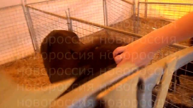 кобзов цирк зоопарк трансформеры террариум динозавры смотреть онлайн