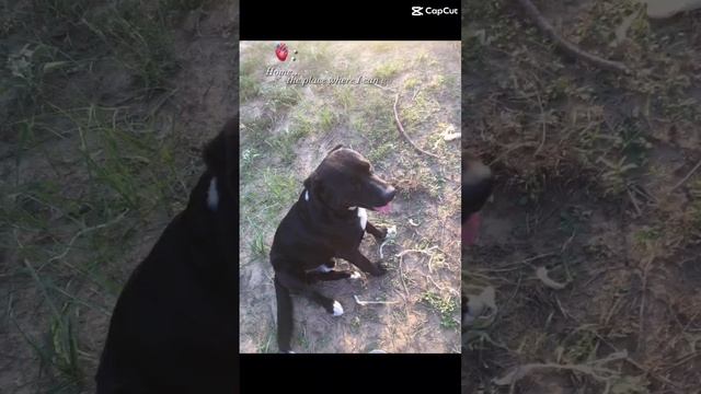 Home is where the heart is ❤️ #dog #subscribe смотреть онлайн