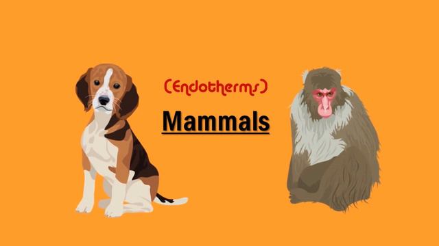 Why our normal body temperature is 37 °C? ( हमारे शरीर का सामान्य तापमान 37 °C क्यों है? ) смотреть онлайн