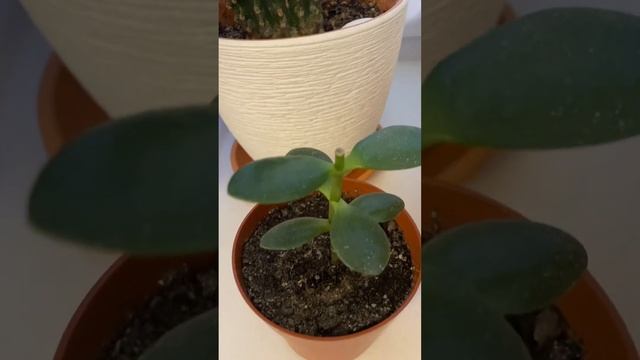 Уход за суккулентами. Эхеверия.Толстянка. смотреть онлайн