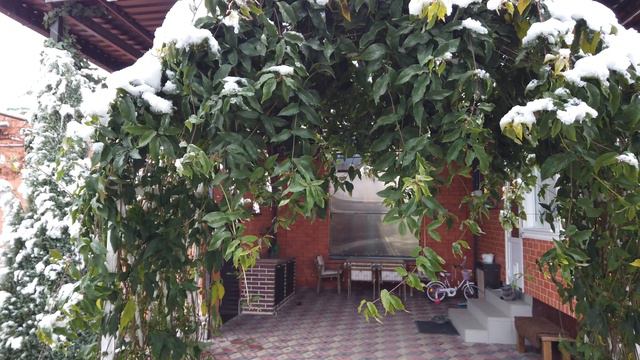 Бигнония (bignonia Capreolata)