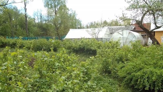 Почему в разведении индюков - тайм аут и новости холодной весны 2020... смотреть онлайн