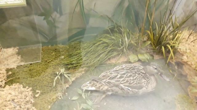 Дарвиновский музей ????? 1 серия / Darwin Museum Moscow 1 series смотреть онлайн