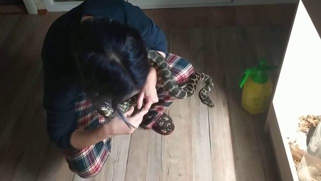 Линька питона, снимаем остатки с хвоста. смотреть онлайн