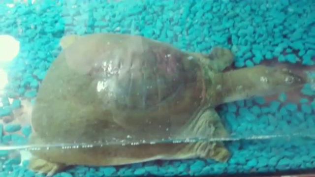 Контактный зоопарк простите что так долго не было видео, 🐨🐊🐢🐍🐀🐹🐇🐿️🐒 смотреть онлайн