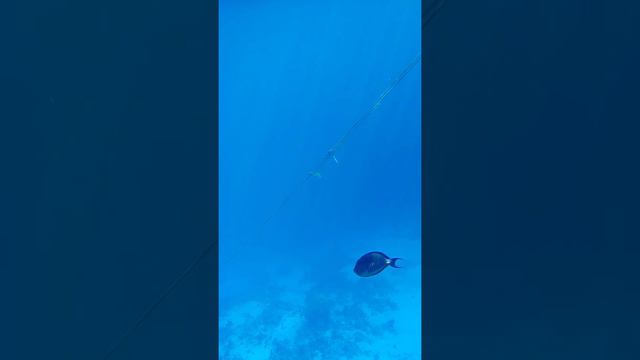 Красное море.Шарм смотреть онлайн