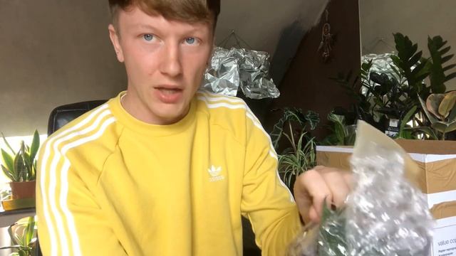 PLANT MAIL | Begonia Gryphon! смотреть онлайн
