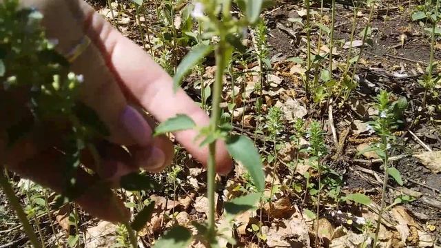 #Мята #луговая Мята #полевая