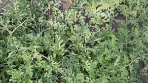 Как вырастить арбуз в средней полосе России.