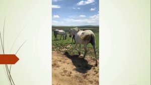 Жеребец проверяет своих кобыл.