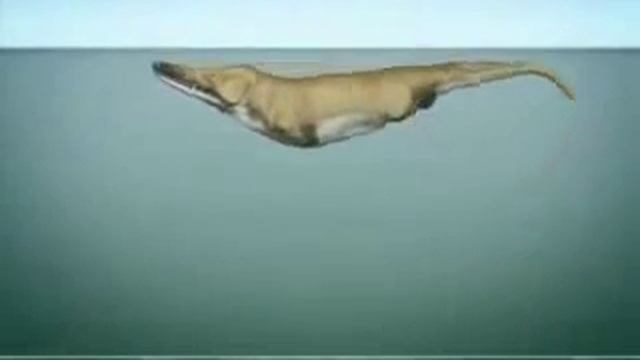 Whales evolution Эволюция китов смотреть онлайн