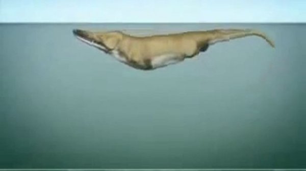Whales evolution Эволюция китов