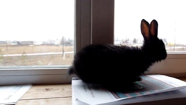 Кролик черный фландр гуляет по подоконнику смотреть онлайн