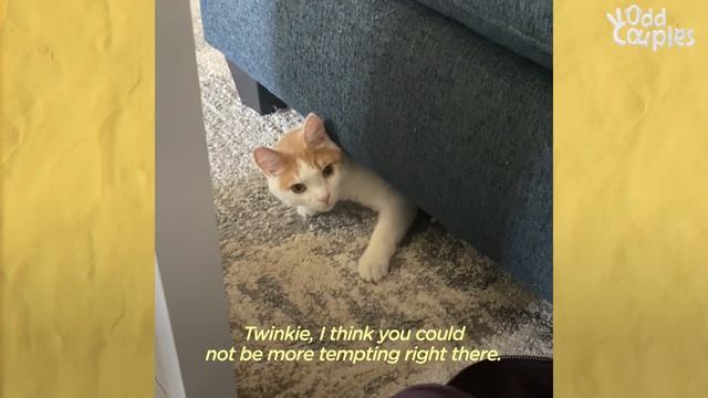 Wild Cat Gets A Pittie Sister Who Can Keep Up With Him | The Dodo Odd Couples смотреть онлайн