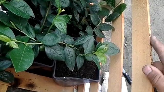 Лохина ХАНА ЧОЙС і ШАНТИКЛЕР (раній) смотреть онлайн