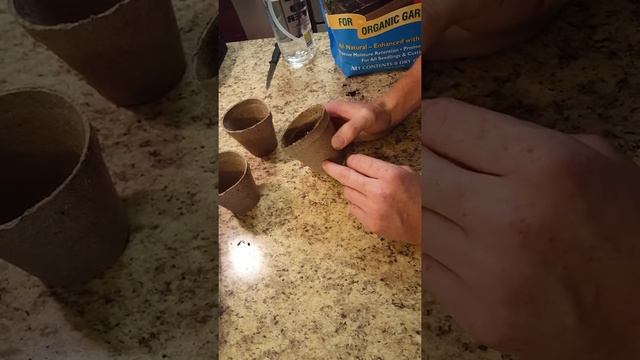 Delonix Regia Seed Germination part 1 смотреть онлайн