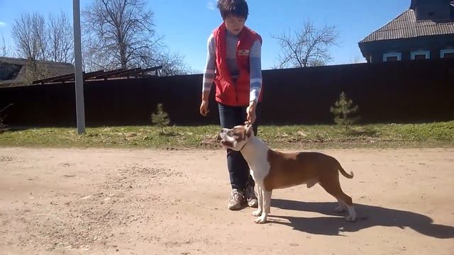 Style Smile Odds-On Victor смотреть онлайн