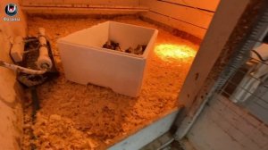 Золотой фазан. ЛПХ Фазаны.