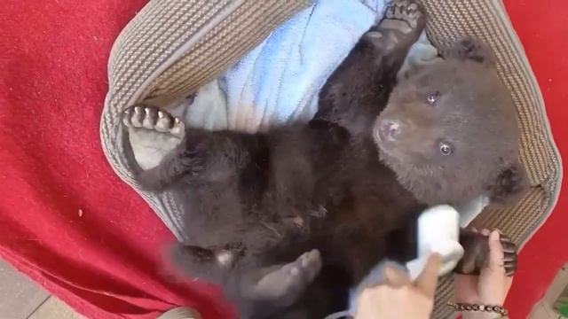 Этот MAЛЬIШ обожает такую процедуру! Только посмотрите на его РЕАКЦИЮ. Невероятно! смотреть онлайн