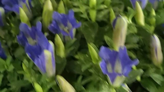 Gentiana scabra смотреть онлайн