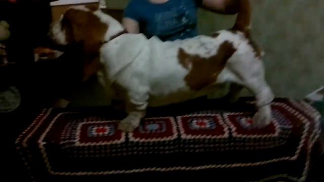 ТРЕНИРОВКА смотреть онлайн