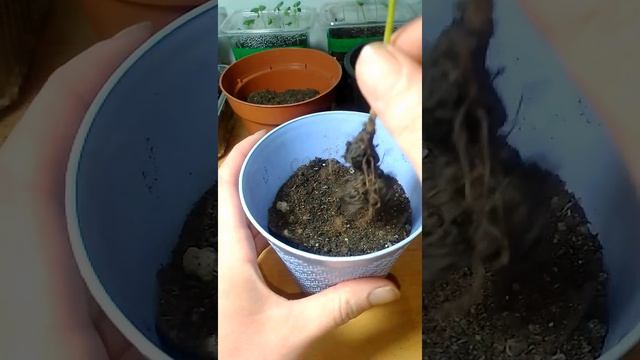 Теспезия из семян. Пикировка и пересадка растения. смотреть онлайн