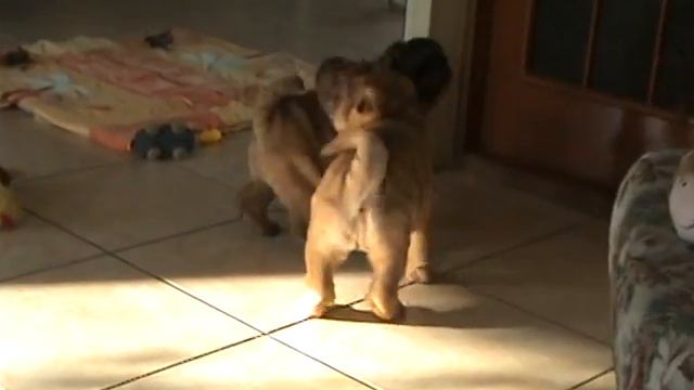 kennel IZ DOMA BSS смотреть онлайн