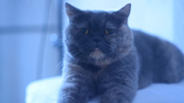 Цирк и Акробатика