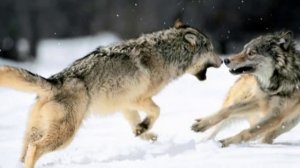 Я бы мог с тобою быть...