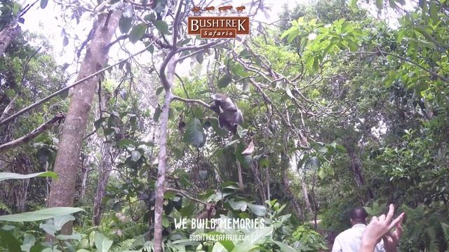 Red colobus monkeys of Zanzibar Island смотреть онлайн