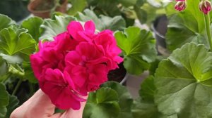 Обзор и сравнение пеларгоний ИВ-Чардаш и Fee Cerise Polina.