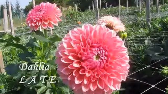 Коллекция георгин 2020 Шары часть 6 смотреть онлайн