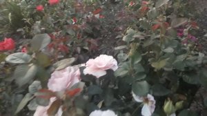 Цветет роза Блю Герл..  Башкирия