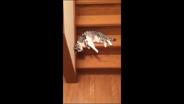 Ленивая кошка сползает по лестнице смотреть онлайн