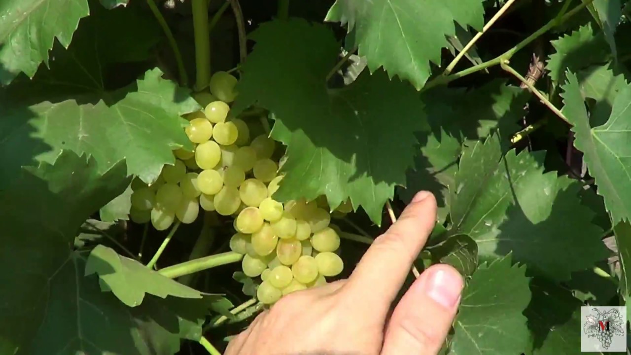 Сорт винограда Кишмиш 342 смотреть онлайн
