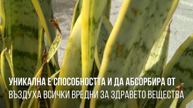Сансевиера, Sansevieria!Как се отглежда и размножава !За всеки дом !