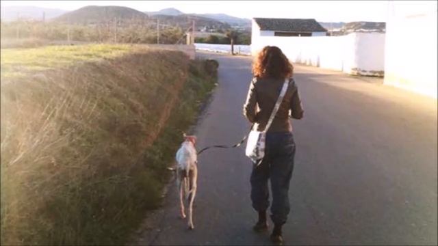 Тощая собака со сломанной ногой 3 км вела женщину за собой к заброшенной машине смотреть онлайн