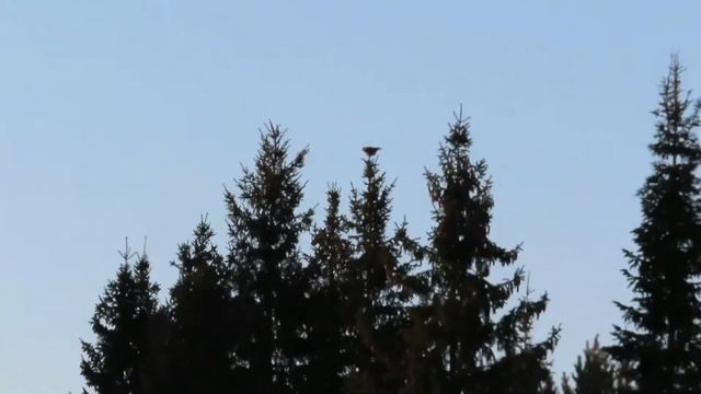 № 2049 09. 03. 2022 Вороны в полете смотреть онлайн