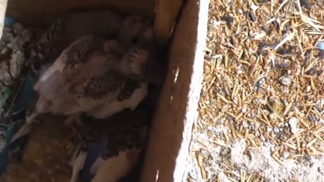 Хохлатые(чубатые) волнистые попугаи. Crested (forelock) budgies. смотреть онлайн