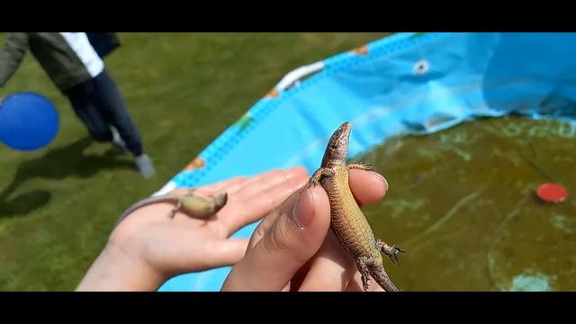 Олимпийские игры ящериц. Скалолаз, заплыв и забег. Троеборье!