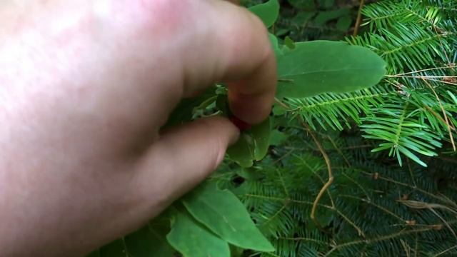 Native Honeysuckle Fruit смотреть онлайн