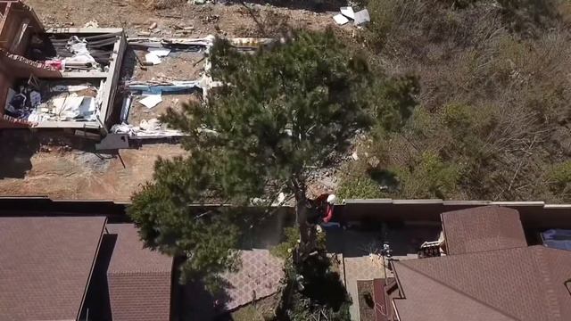 Как спилить дерево Кедр смотреть онлайн