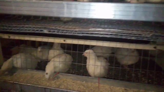 бизнес на перепелах . личный опыт и простой пример. смотреть онлайн