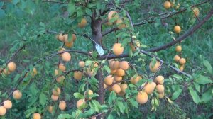 Урожайный сорт крупноплодной алычи Сонейка