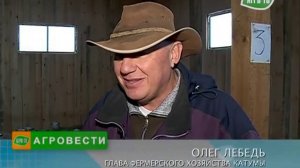 Катумские овцы